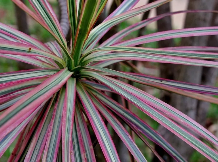 Propagazione dracena