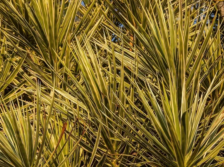 dracena