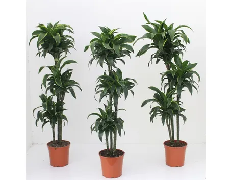 dracena marginata