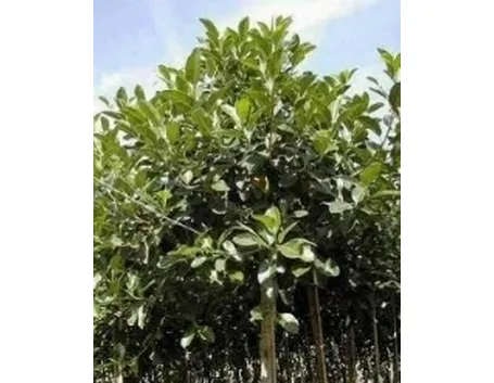 ficus australis