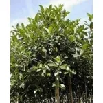ficus australis