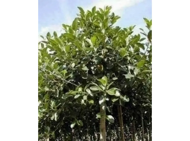 ficus australis