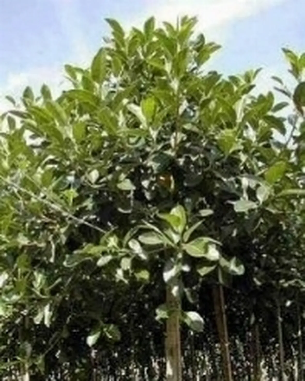 ficus australis
