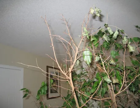 ficus benjami