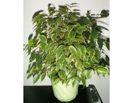 ficus benjamin