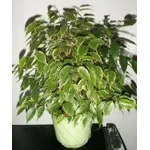 ficus benjamin