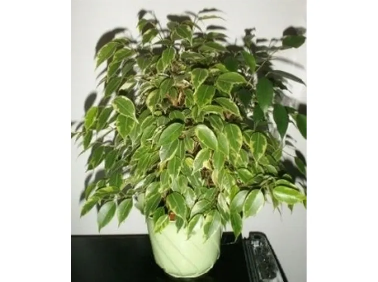 ficus benjamin
