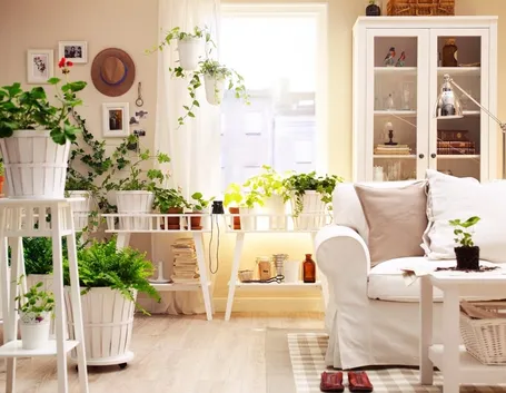piante da interno