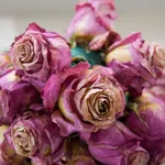rose secche