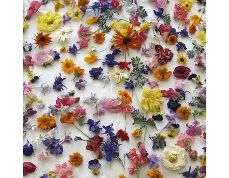 fiori secchi
