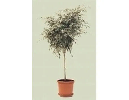 ficus