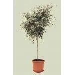 ficus