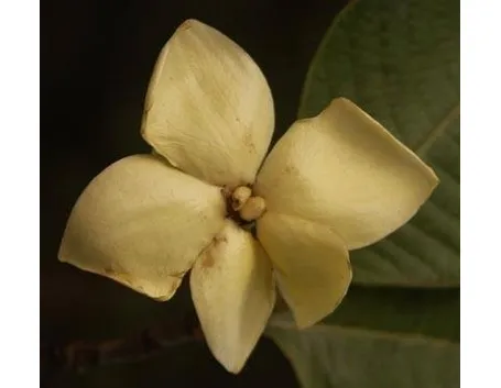 gardenia