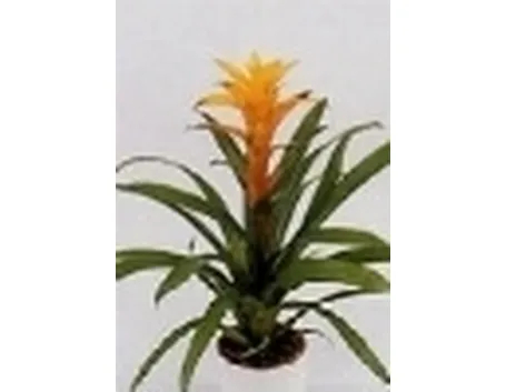 guzmania