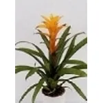 guzmania
