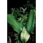 aspidistra