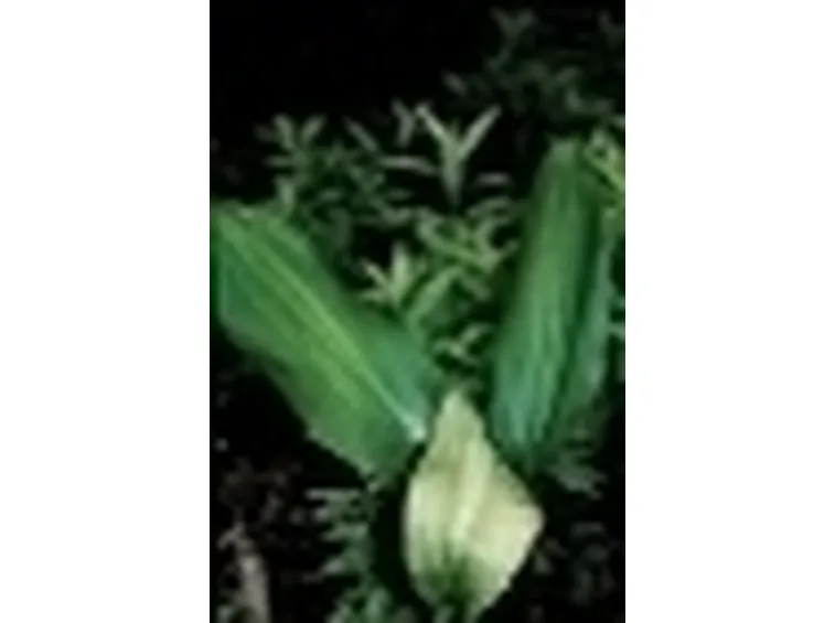 aspidistra