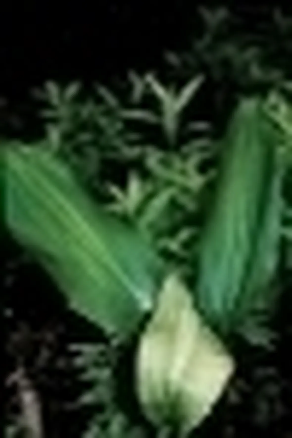 aspidistra
