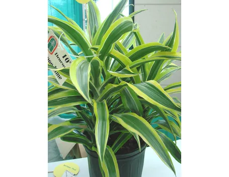lucky bamboo
