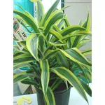 lucky bamboo