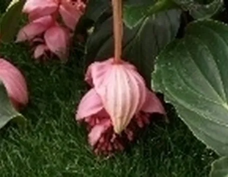 medinilla magnifica