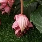 medinilla magnifica