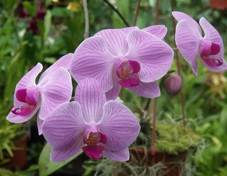 phalaenopsis