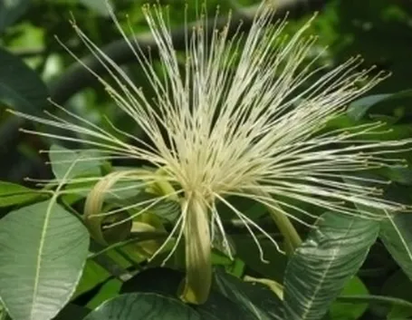 pachira