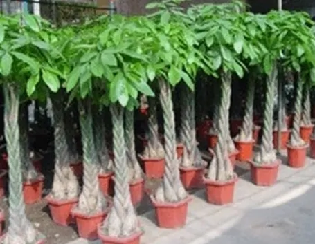 pachira acquatica