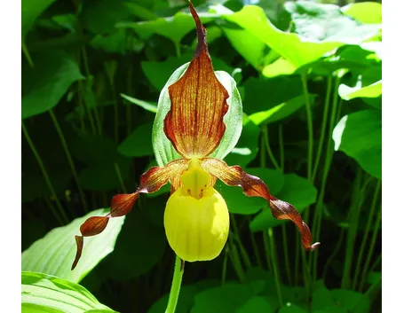 paphiopedilum