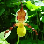 paphiopedilum