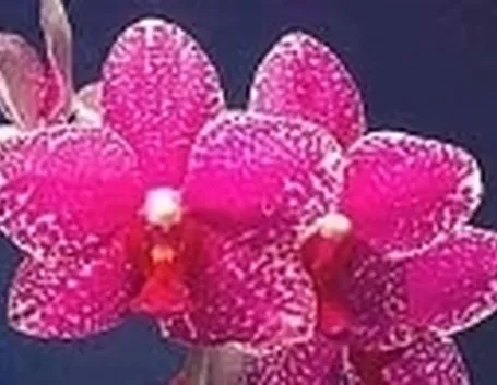 phalenopsis