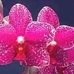 phalenopsis