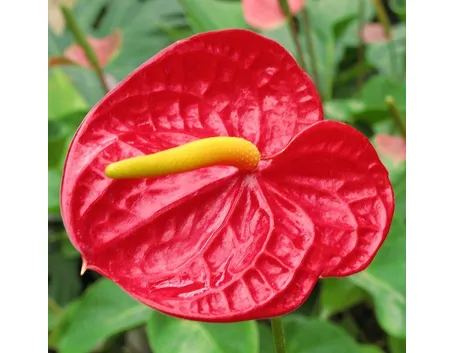 anthurium