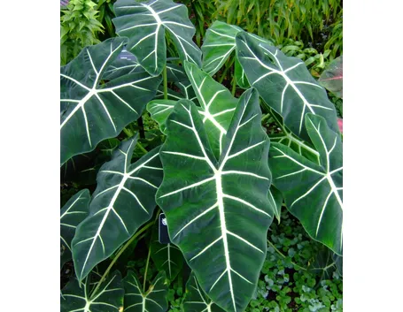 Alocasia 