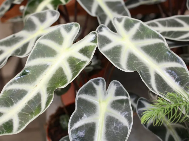 alocasia