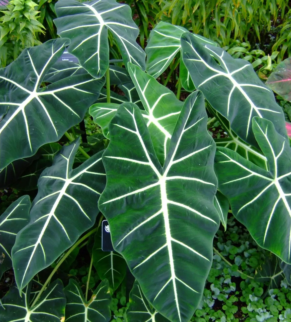 Alocasia 