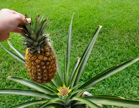 L' ananas