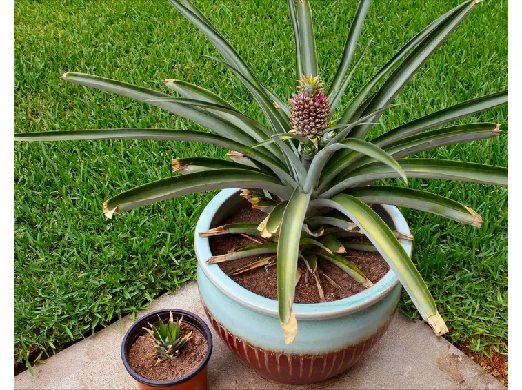 ananas