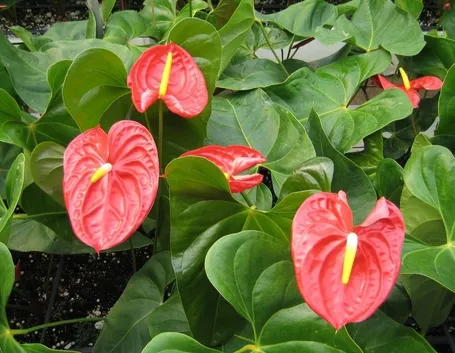 anthurium arancio