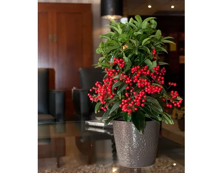 Ardisia crispa