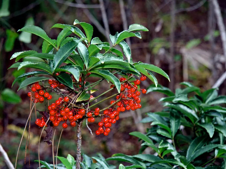 ardisia pianta