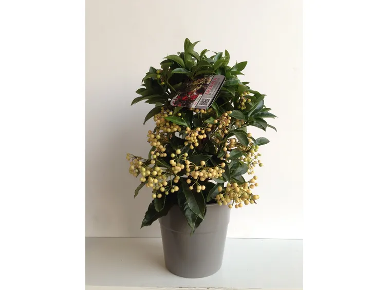 ardisia