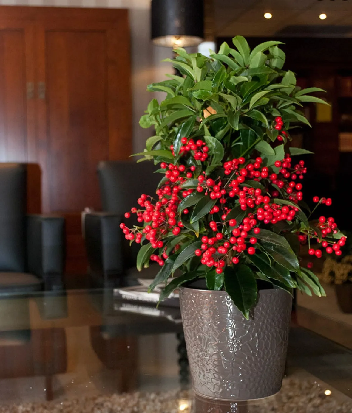 Ardisia crispa
