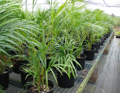 Areca
