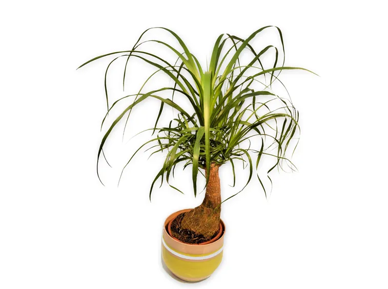 beaucarnea