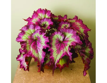 Begonia