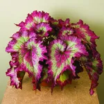 Begonia