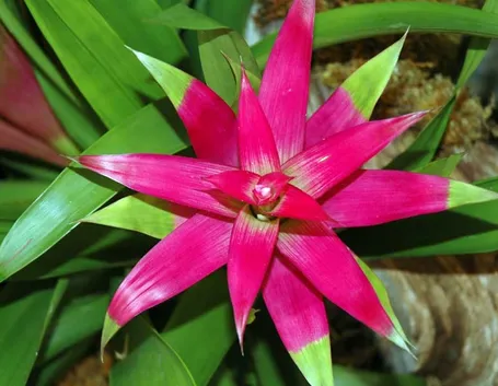 bromelia fiore