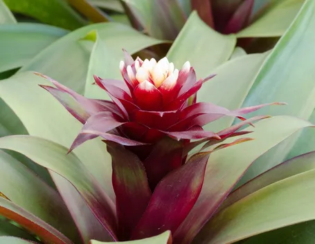 bromeliaceae